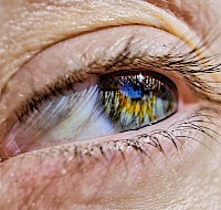 The Anatomy of the Human Eye